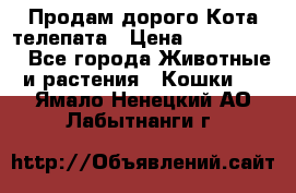  Продам дорого Кота-телепата › Цена ­ 4 500 000 - Все города Животные и растения » Кошки   . Ямало-Ненецкий АО,Лабытнанги г.